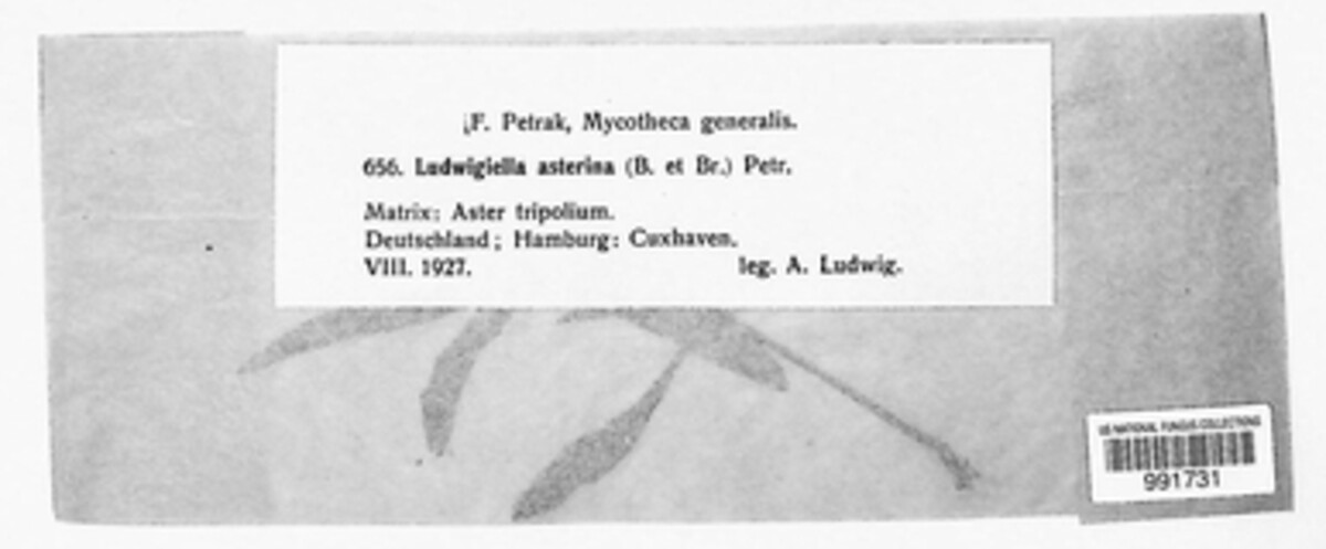 Selenophoma asterina image